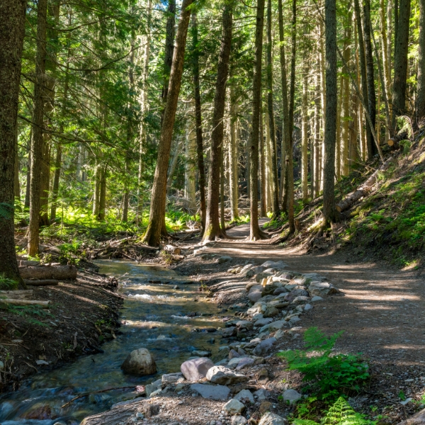 serene-tranquil-hiking-path-woods-forest-river-vacation