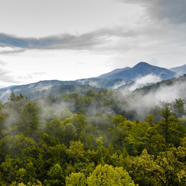 serene-tranquil-woods-forest-mountains-vacation